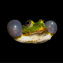 Load image into Gallery viewer, Arturia - MiniFreak - Musik Utan Gränser